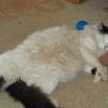 Lazy Jabba the Hutt3